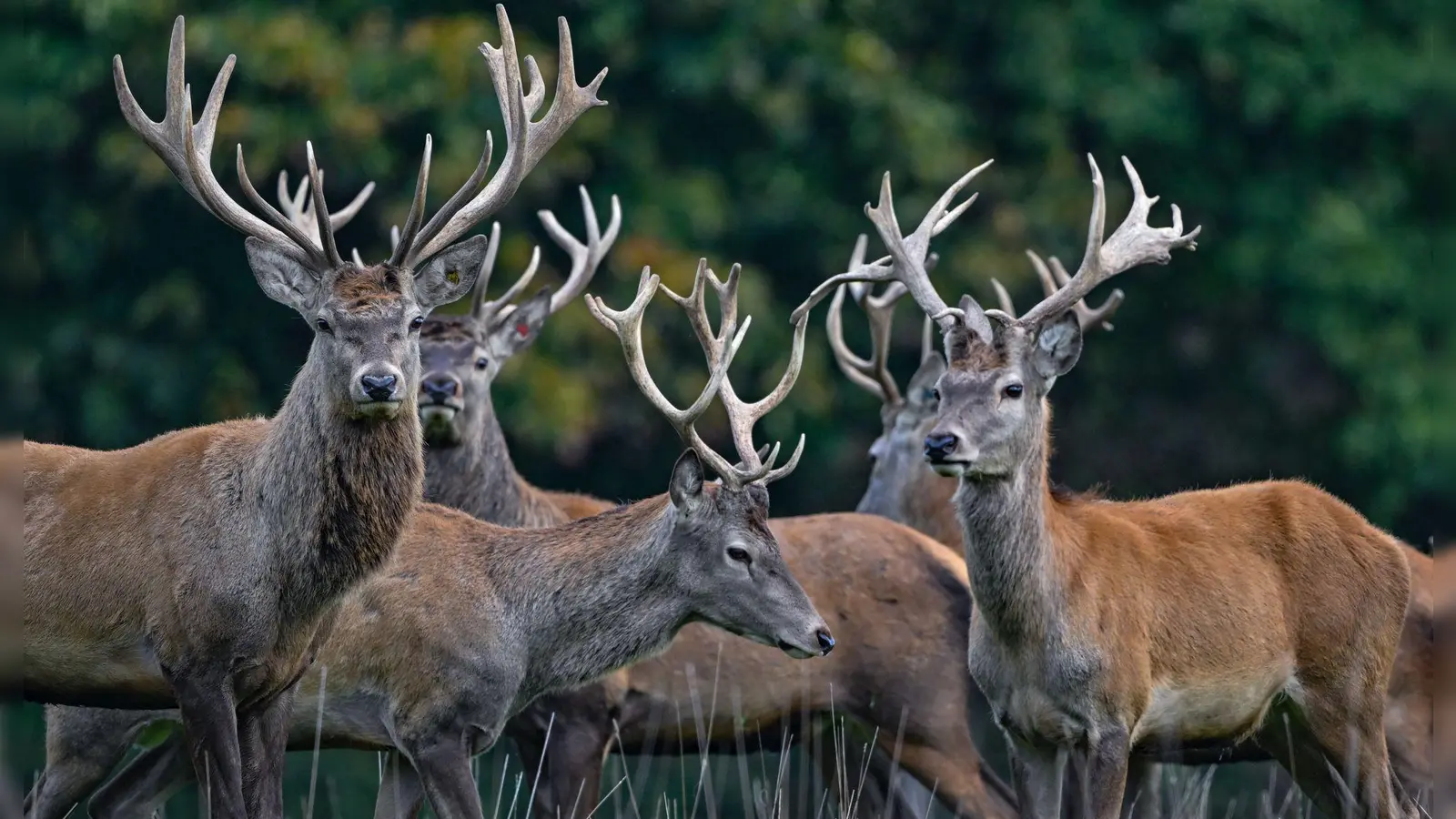 Der Rothirsch ist zum Tier des Jahres 2026 gewählt worden. (Archivbild) (Foto: Patrick Pleul/dpa/ZB)