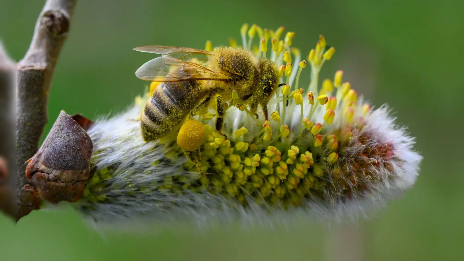 Vollgepackt mit Pollen und Blütenstaub: Weidenkätzchen sind nach dem langen Winter eine der ersten und oft wenigen Nahrungsquellen für viele Insekten.  (Foto: Patrick Pleul/dpa)