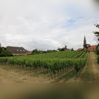 Weinberg in Stadtnähe: Wein hat in der Partnerschaft zwischen Dinkelsbühl und Edenkoben von Anfang an eine Rolle gespielt. Am Samstag wird das 70-jährige Bestehen dieser Freundschaft gefeiert. (Archivbild: Martina Haas)
