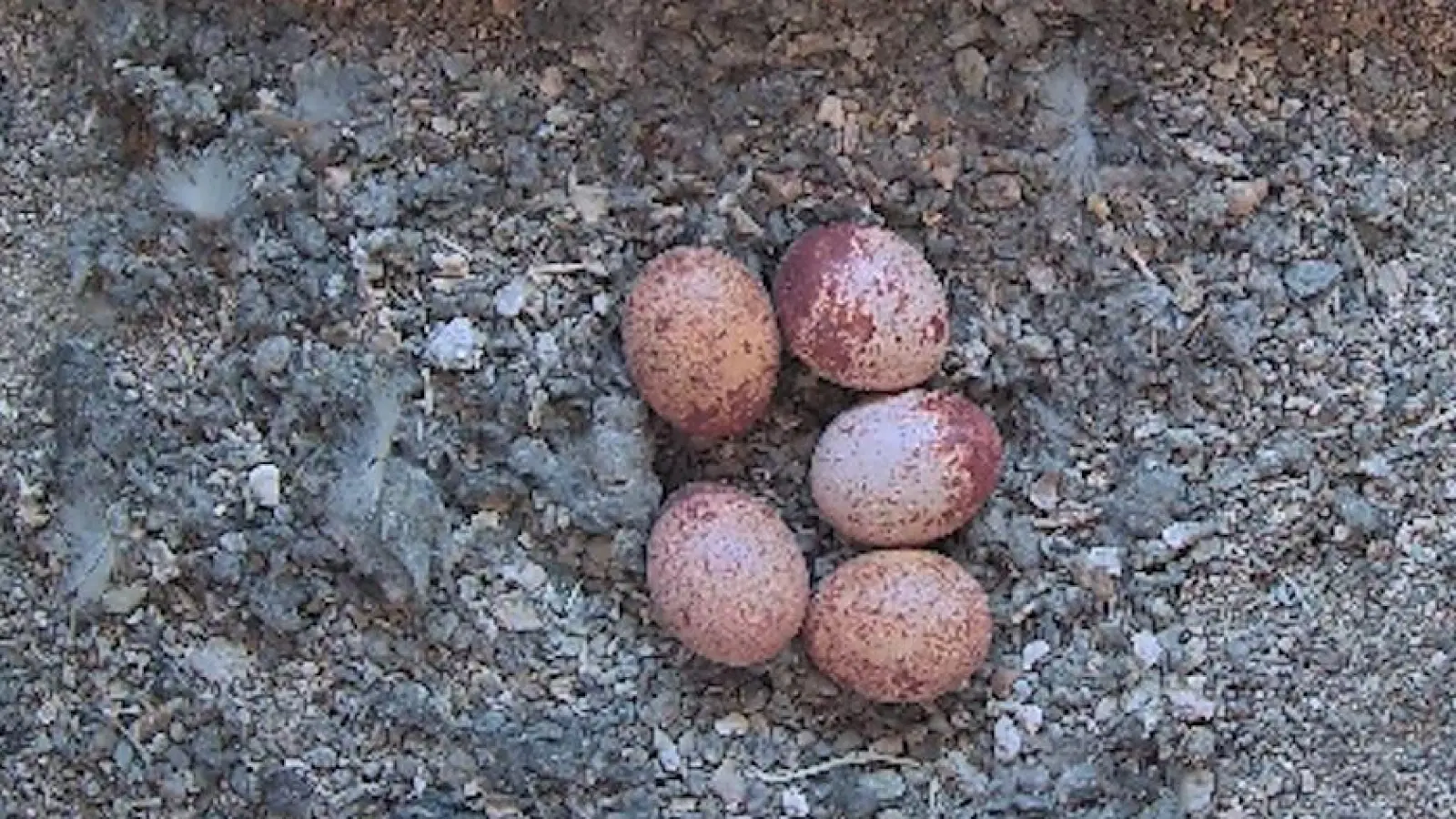 Fünf Eier des Turmfalken-Pärchens liegen mittlerweile im Nistkasten im großen Turm der Luitpoldschule Ansbach. Anfang Mai sollen die Jungtiere schlüpfen. (Screenshot: Florian Schwab)