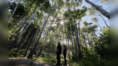 Auch die Rostocker Heide ist ein Exkursionsziel bei der Forstvereinstagung. (Foto: Bernd Wüstneck/dpa)