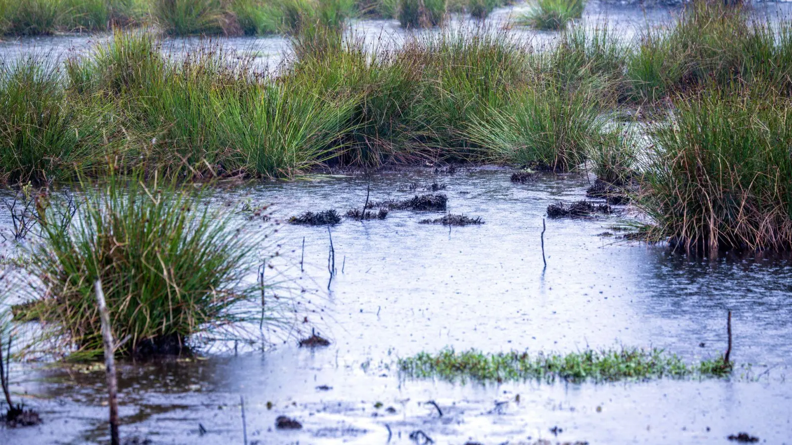 Moore sind nicht nur wichtige Wasserspeicher - sie spielen im Klimaschutz eine herausragende Rolle (Archivbild). (Foto: Jens Büttner/dpa)