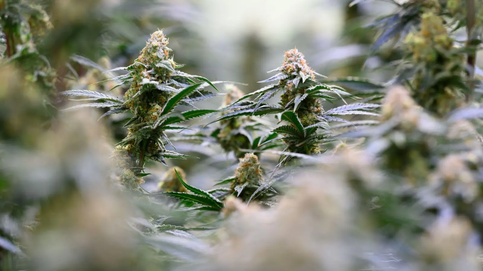 Die Bundesregierung will dem Missbrauch von medizinischem Cannabis entgegenwirken.  (Foto: Hendrik Schmidt/dpa)