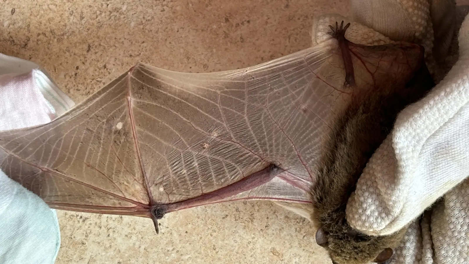 Der weiße Rand ist namensgebend. Bei manchen Exemplaren fehlt er jedoch. Da helfen dann nur die Lupe und Erfahrung. (Foto: Lenka Stepanek)