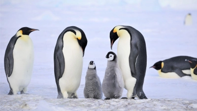 Kaiserpinguine mit Küken.  (Foto: Myeongho Seo,mydada88@gmail.com/dpa)