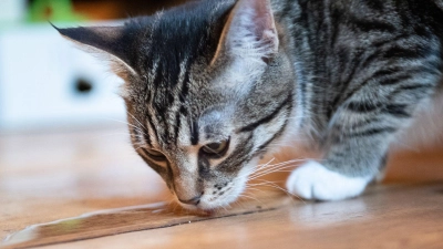 Kleine Pfütze, großes Risiko: Untersetzer-Wasser oder anderes stehendes Wasser kann Stoffe enthalten, die Katzen nicht vertragen.  (Foto: Franziska Gabbert/dpa-tmn)