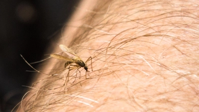 Mücken können nicht nur Krankheiten übertragen - sie können sich beim Stich auch erst infizieren und Viren dann an andere Menschen weitergeben. (Foto: Christin Klose/dpa-tmn)