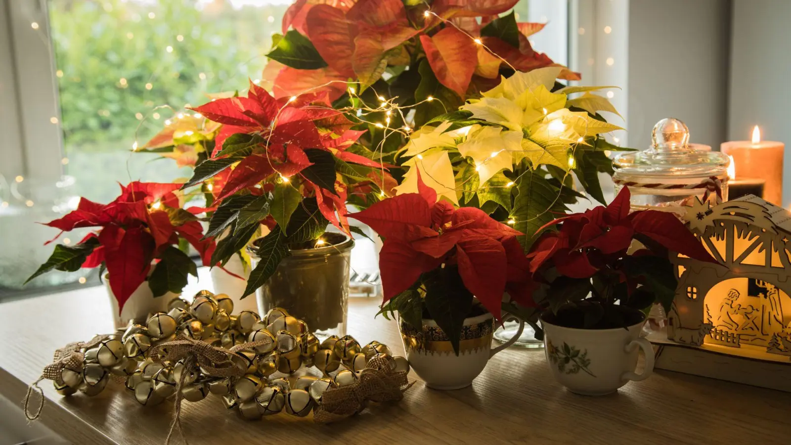 Schwere Vergiftungen durch Weihnachtsdeko sind selten, aber Vorsicht ist besser als Nachsicht. (Foto: Christin Klose/dpa-tmn)