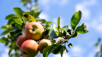 Die Apfelernte in Franken startet. (Symbolbild) (Foto: Pia Bayer/dpa)
