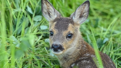 Der Roman „Bambi“ erschien vor etwa 100 Jahren, richtig berühmt wurde die Geschichte durch den gleichnamigen Disney-Film. (Foto: Patrick Pleul/dpa-Zentralbild/ZB)