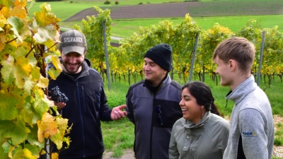 Solche Szenen mit Weinbautechniker Andreas Hopfengart (links) sind typisch, wenn Touristinnen und Touristen durch die Weinberge geführt werden. Auf dem Foto erläutert er gerade die Charakteristika der Rotweinrebsorte Blauer Zweigelt. (Foto: Kurt Güner)