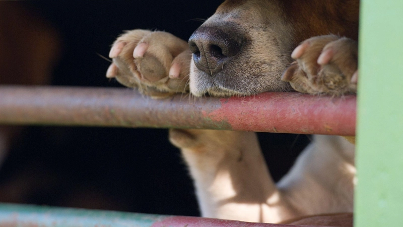 In Oberscheinfeld wurden in einem Garten Giftköder platziert – mutmaßlich, um Hunde zu vergiften. (Symbolbild: picture alliance / ZB)