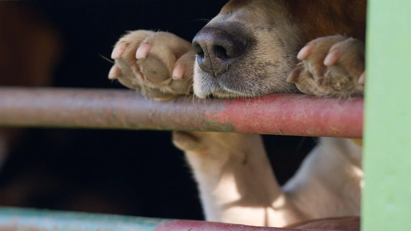 In Absprache mit dem Veterinäramt war der Hund in die Quarantänestation eines Tierheims gebracht worden. (Symbolbild) (Foto: picture alliance / ZB)