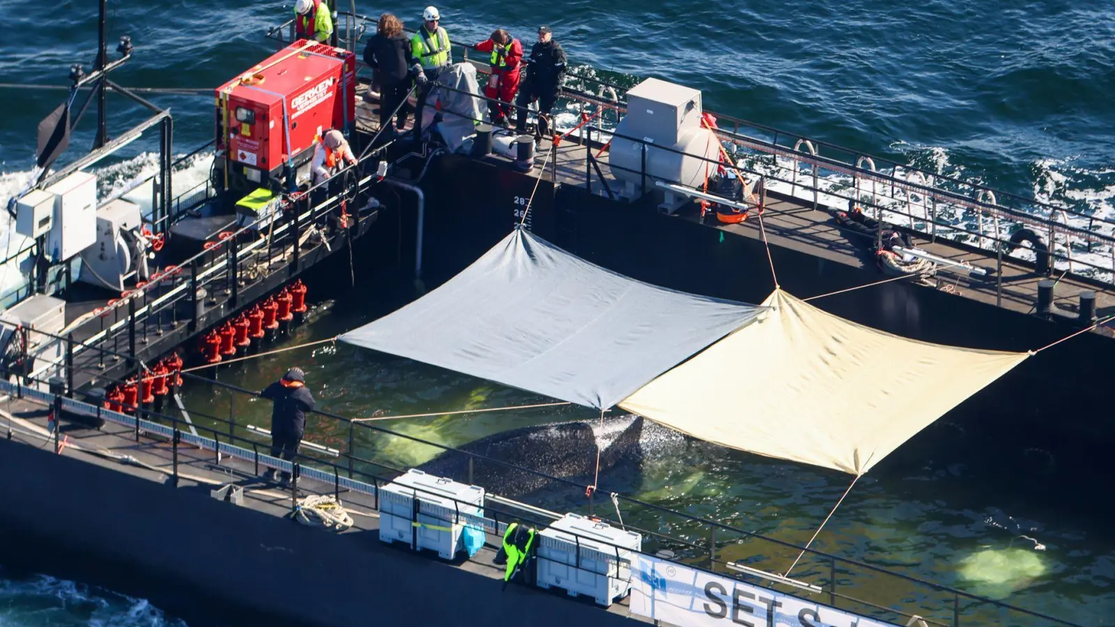 Der Wal soll in der Nordsee freigelassen werden. (Foto: Christoph Reichwein/dpa)