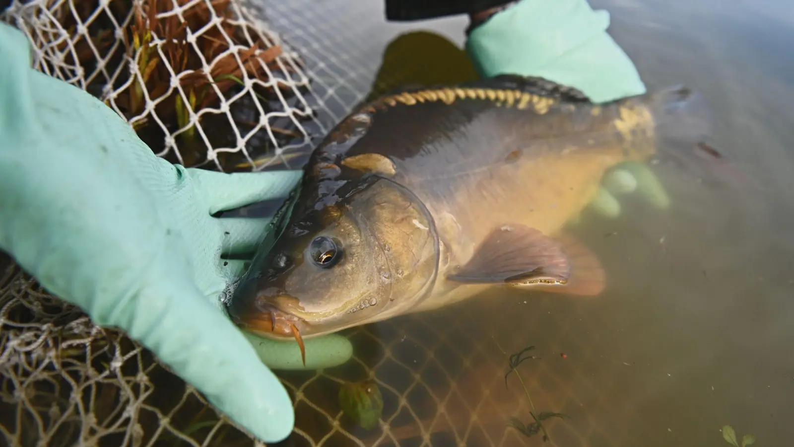 Illegal auf der Jagd nach Flussfischen war ein Mann bei Schopfloch. (Symbolbild: Nicolas Armer/dpa/dpa-tmn)