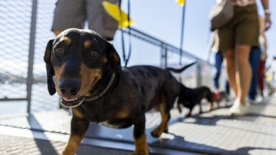 Hundepinkeln ohne Nachspülen kann in Chiasso bald teuer werden. (Symbolbild)  (Foto: Salvatore Di Nolfi/KEYSTONE/dpa)