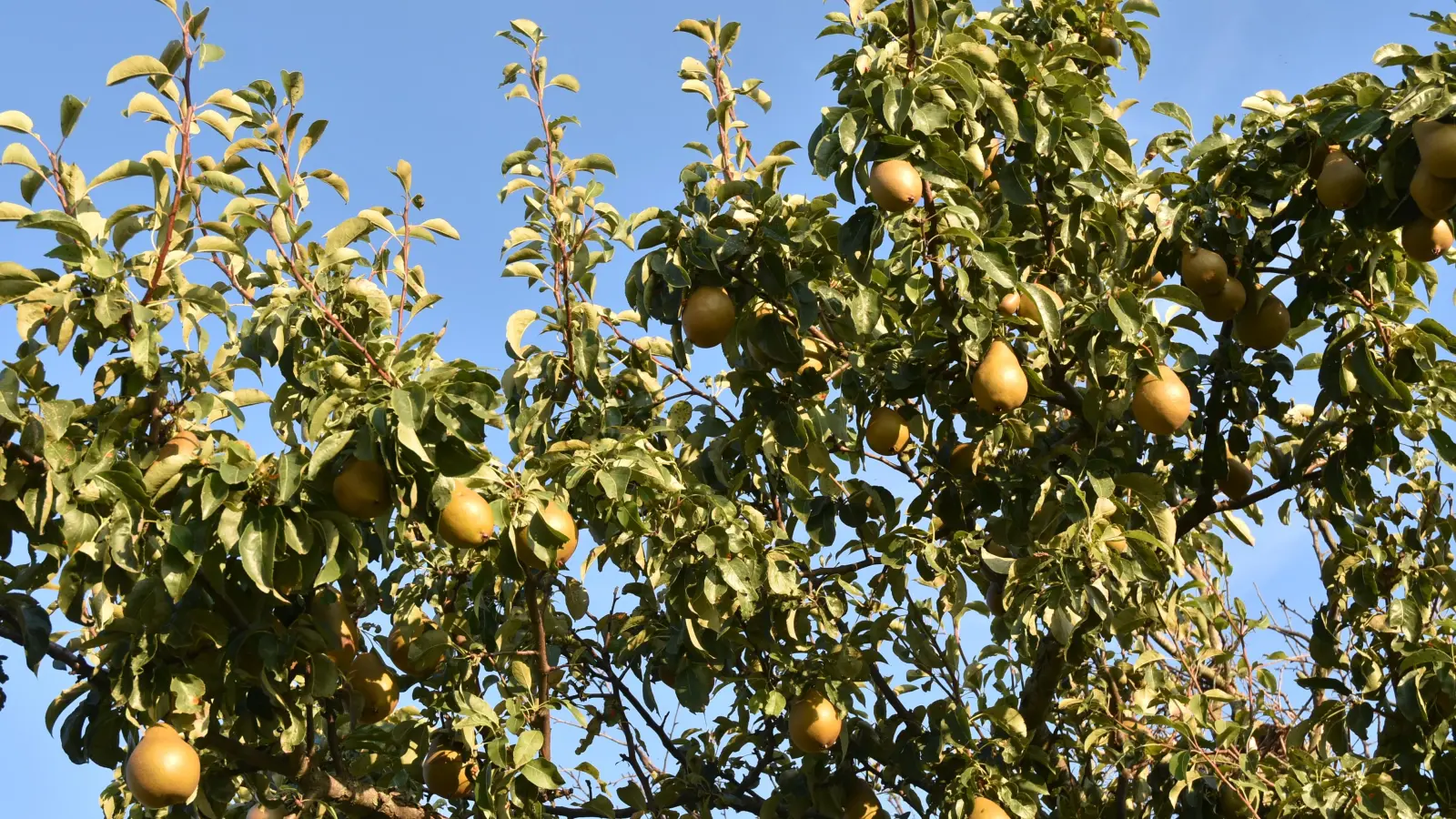 Gut gewachsene Birnbäume werfen hunderte von Früchten ab. Wie man die Bäume richtig pflegt, kann man in Triesdorf seit zehn Jahren bei der Baumwart-Ausbildung lernen.  (Symbolbild: Anita Dlugoß)