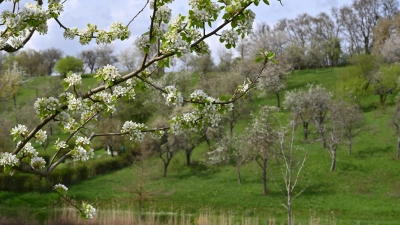 Streuobstwiesen wie hier in Burgbernheim bieten auf und unter den Ästen wichtige Lebensräume für Tiere und andere Pflanzen. (Archivfoto: Manfred Blendinger)