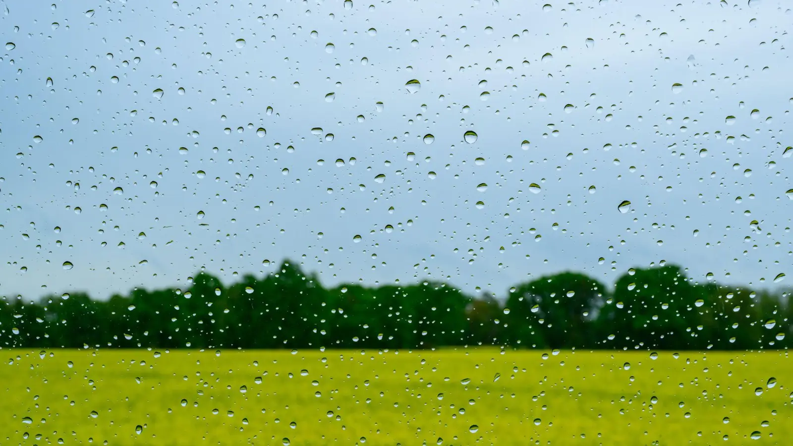 Blick durch eine vom Regen nasse Autoscheibe auf die trübe Landschaft mit einem blühenden Rapsfeld.  (zu dpa: «Nasser Feiertag erwartet – «Schauer und Gewitter im Gepäck»») (Foto: Patrick Pleul)