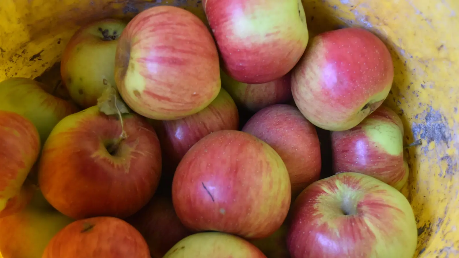 Aus heimischen Streuobstbeständen: Gute Saftqualität beginnt bei erntefrischem und ungespritztem Obst ohne Faulanteile.  (Symbolbild: Silvia Schäfer)