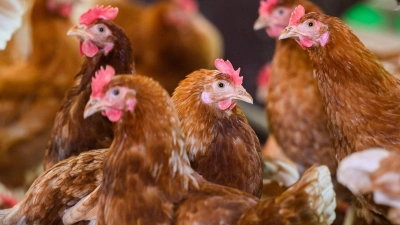 Die Vogelgrippe, auch Geflügelpest genannt, ist eine bei vielen Vogel- und Geflügelarten häufig tödlich verlaufende Infektionskrankheit. (Symbolbild) (Foto: Julian Stratenschulte/dpa)