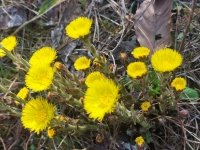Leuchtender Huflattich - gesehen in Baudenbach (Foto: Elke Oehler)
