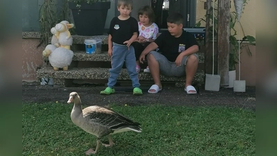 „Gans“ schön spannend finden Lenny, Luna und Leo (von links) ihren gefiederten Gast. (Foto: Andreas Gehring)