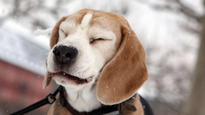 Eine Gassitour im Winter kann ganz schön unangenehm sein. Ältere oder gesundheitlich angeschlagene Hunde brauchen hier besondere Rücksicht. (Foto: Fredrik von Erichsen/dpa/dpa-tmn)