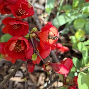 Farbenprächtiger Frühlingsgruß - gesehen in Dippoldsberg (Foto: Rosi Weiß)