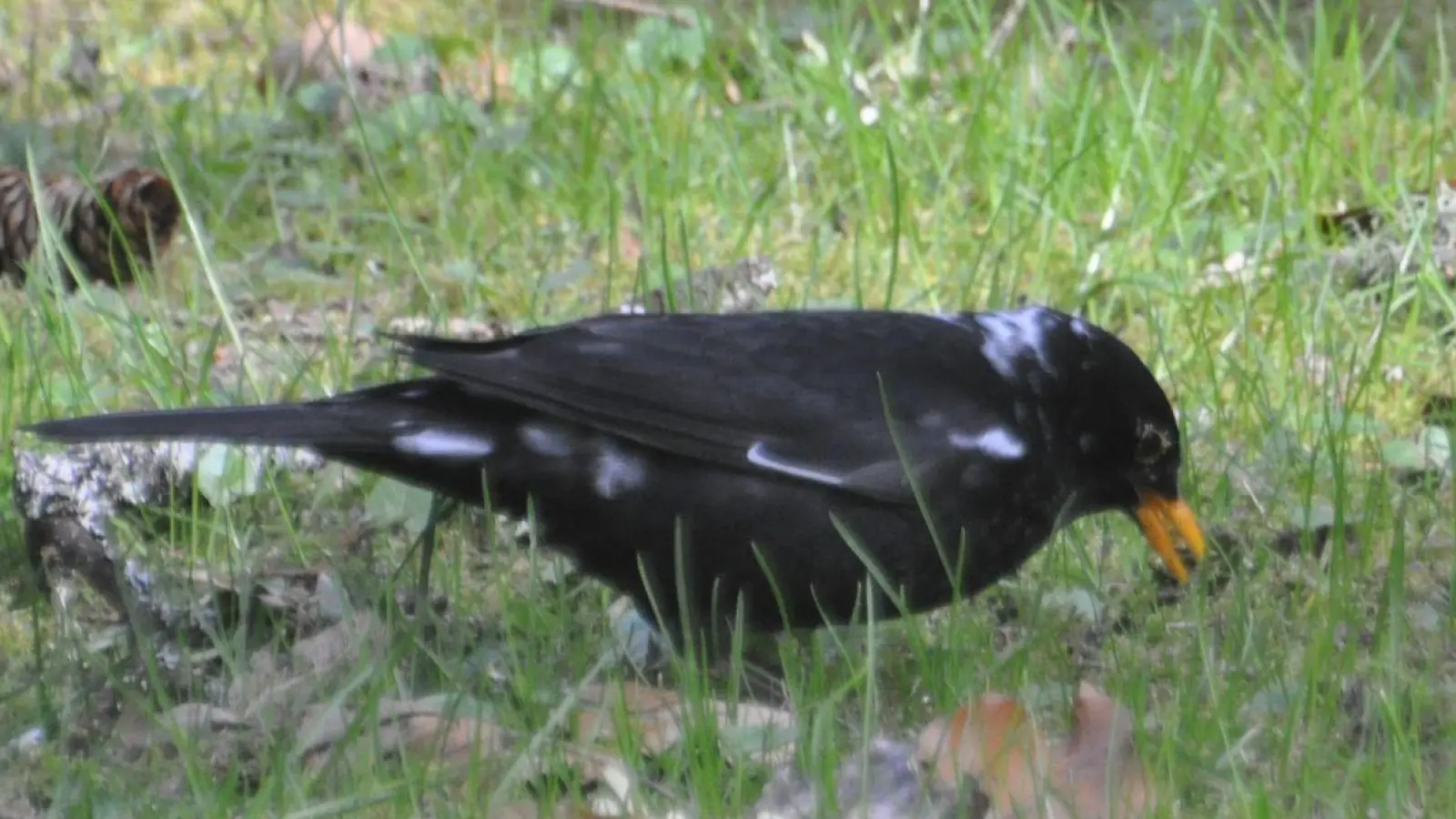 Hier ist ein sogenannter „Amsel-Weißling“, eine Amsel mit weißen Flecken, zu sehen. Farbanomalien kommen weltweit und bei vielen Vogelarten vor, vor allem die schwarz gefärbten Arten fallen auf. (Foto: Stefan Bosch/NABU-Landesverband Baden-Württemberg /dpa)