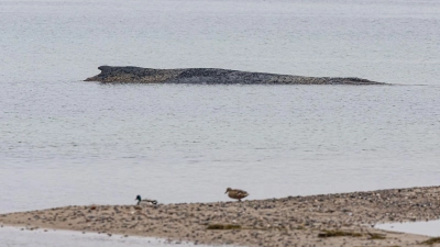 Auch am Dienstag lag der Wal auf der Sandbank vor Niendorf.  (Foto: Ulrich Perrey/dpa)