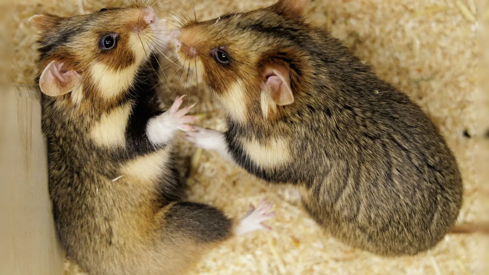 Geht das gut? Ein paarungsbereites Weibchen und ein ausgewähltes Männchen sollen für Feldhamster-Nachwuchs sorgen.  (Foto: David Ebener/dpa)