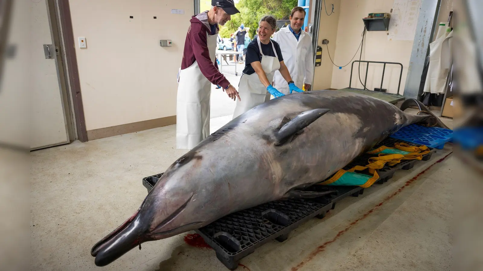 Noch nie wurde ein Bahamonde-Schnabelwal lebend im Ozean gesehen. (Foto: Derek Morrison/AP/dpa)