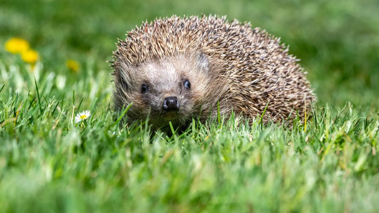 Ziel ist es unter anderem, erstmals flächendeckend belastbare Zahlen zu Igel-Beständen zu ermitteln. (Foto: Armin Weigel/dpa)