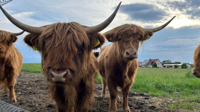 Die Highländer sind draußen im Grünen, doch für das Jungvieh ist eine Weidehaltung bei den Prechtels in Voggendorf nicht möglich. Verliert der Hof deshalb die Bio-Konformität?  (Foto: Mirjam Prechtel-Knapp)