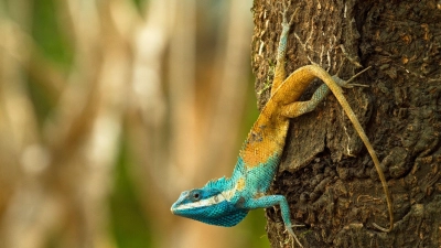 Diese Blaukopf-Schönechse (Calotes goetzi) aus Kambodscha posiert für ein Foto. (Foto: Henrik Bringsoe/WWF)