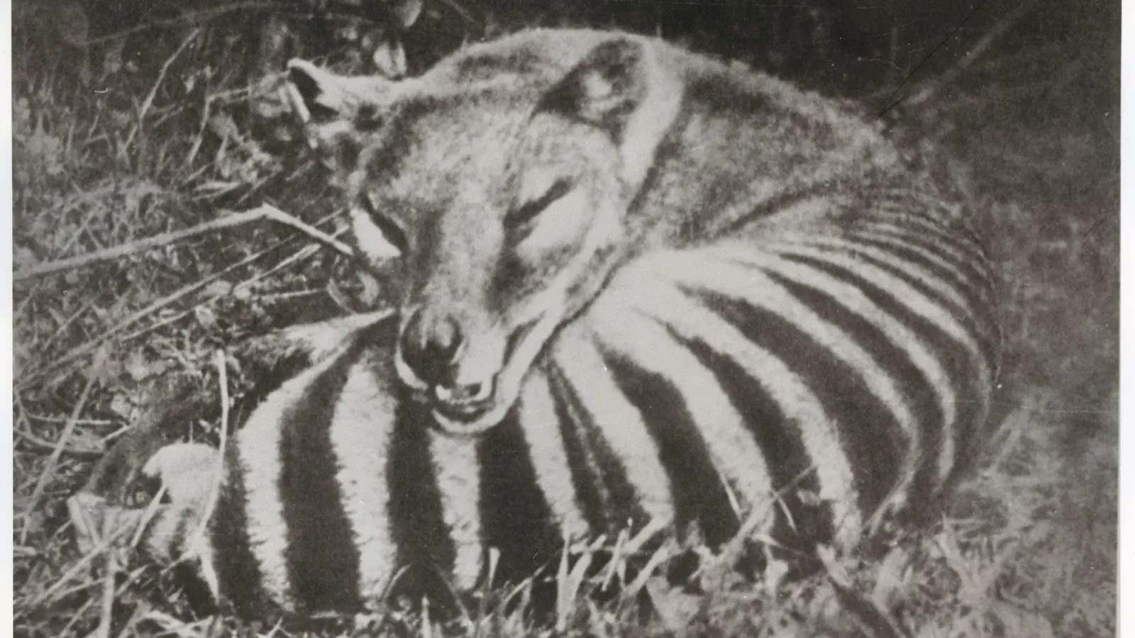 Der Tasmanische Tiger ähnelet einem Hund und einer Hyäne. (Foto: -/Tasmanian Archives/dpa)