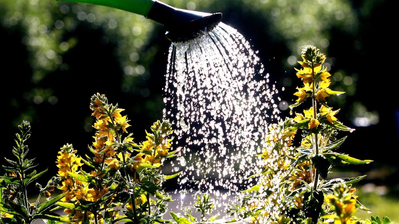 Pflanzen brauchen keine Dusche. Es ist besser für sie, wenn das Gießwasser direkt an die Erde über ihre Wurzeln gegeben wird. (Foto: Roland Weihrauch/dpa/dpa-tmn)