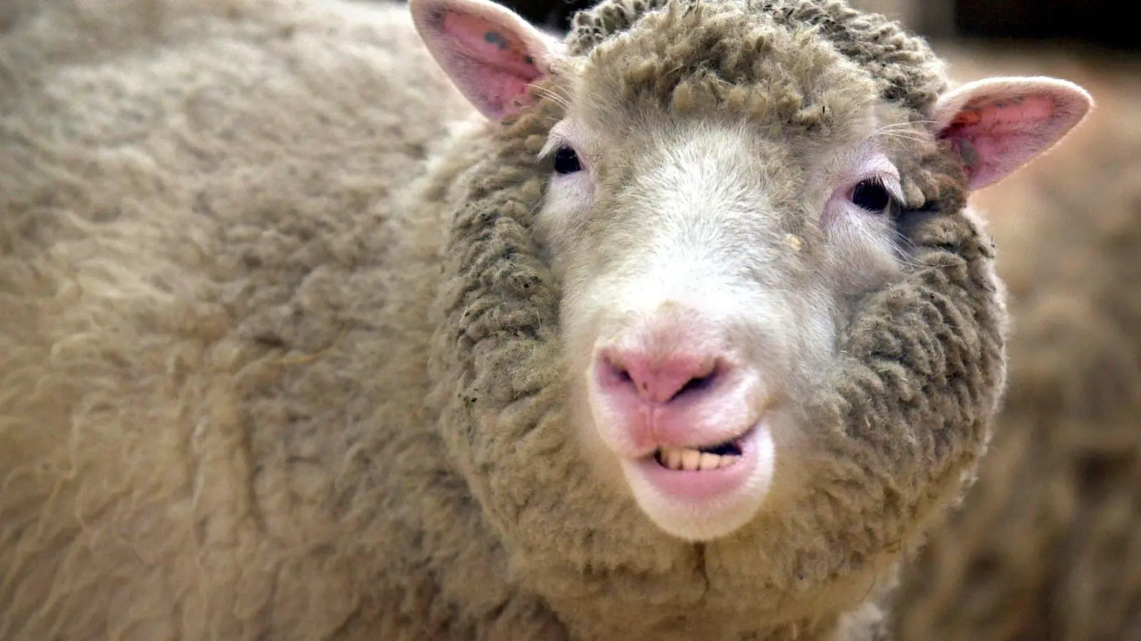 Das Klonschaf Dolly löste eine riesige Debatte aus. (Foto: Curtis/epa/dpa/Archiv)