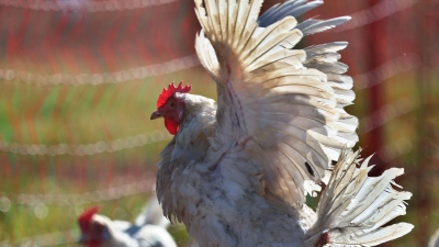 Sechs Hühner wurden in Regensburg auf einem Parkplatz zurückgelassen. (Symbolbild) (Foto: Karl-Josef Hildenbrand/dpa)