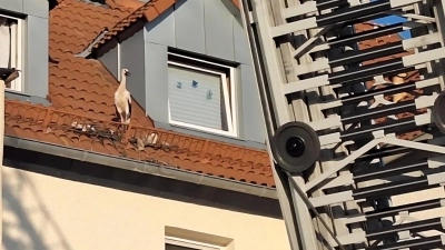 Ein Jungstorch wurde von der Feuerwehr in Diespeck aus einem Schneefanggitter befreit. (Foto: Feuerwehr Diespeck)