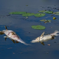 Ein Fischsterben in der Aisch ist laut Polizei eine Folge der vergangenen Hitzewelle. (Symbolbild: Patrick Pleul/dpa)