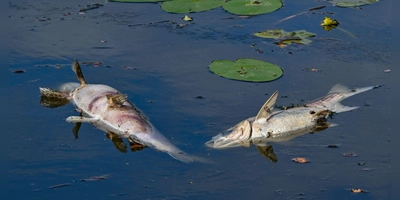 Ein Fischsterben in der Aisch ist laut Polizei eine Folge der vergangenen Hitzewelle. (Symbolbild: Patrick Pleul/dpa)