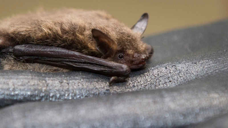 Für ihren Winterschlaf ziehen sich manche Fledermäuse gerne in Holzstapel zurück. (Foto: Ole Spata/dpa/dpa-tmn)