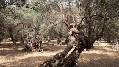 Wasserknappheit ist auf Mallorca vor allem in der Hochsaison kein neues Problem. (Foto: Clara Margais/dpa)