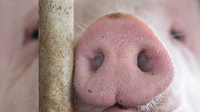 In Bayern gibt es etwas mehr Schweine - obwohl die Zahl der Betriebe, die Schweine halten, gesunken ist. (Symbolbild) (Foto: Marijan Murat/dpa)