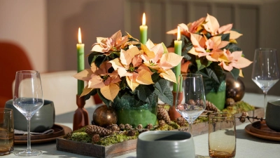 Es muss nicht immer rot sein: Weihnachtssterne gibt es auch in warmen Pastelltönen für eine herbstliche Dekoration. (Foto: Stars For Europe/dpa-tmn)
