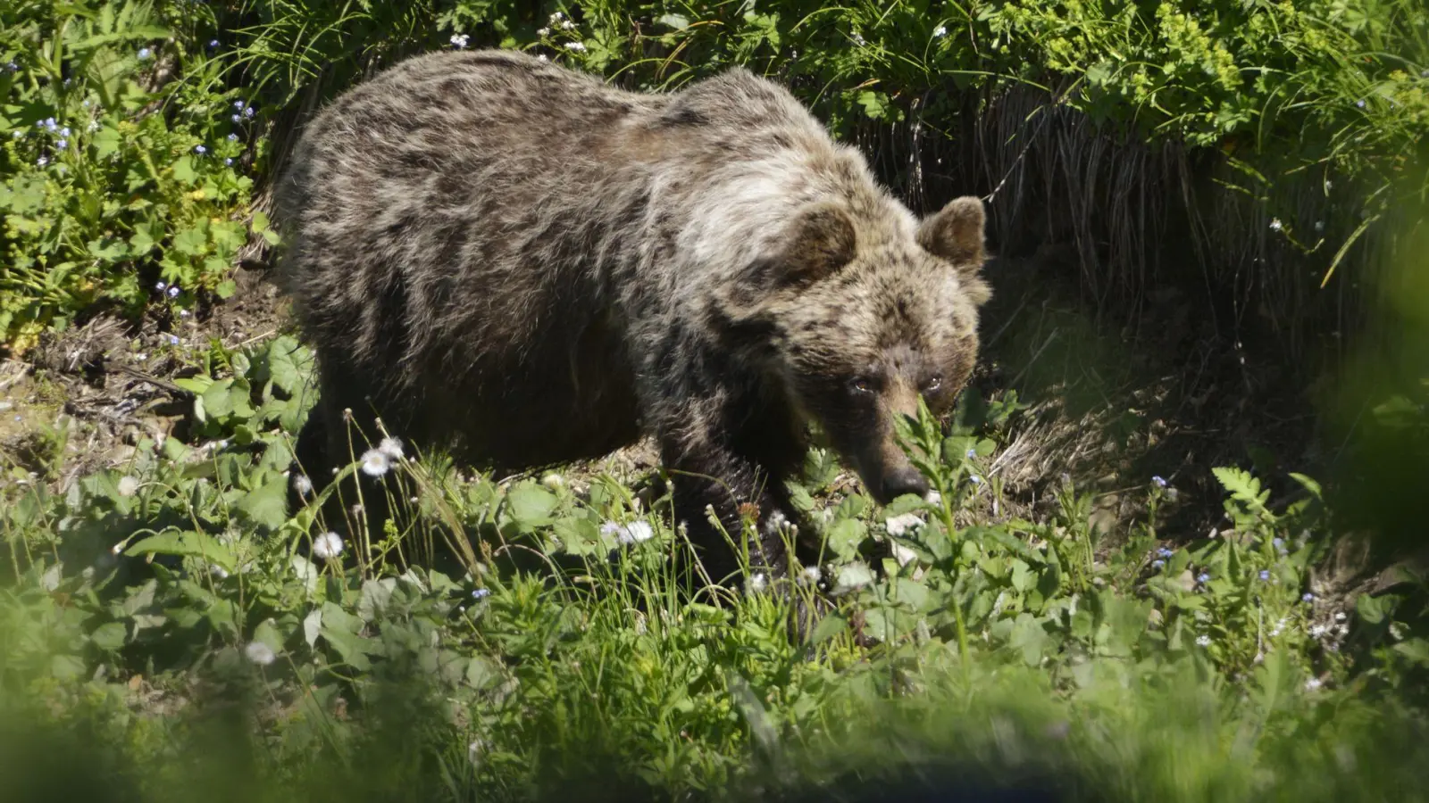 In der Slowakei gibt es rund 1300 freilebende Braunbären. Doch bleibt das Zusammenleben mit dem Menschen nicht ohne Konflikte. (Foto: Milan Kapusta/tasr/dpa)