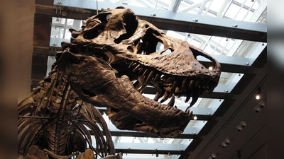 „Thomas the T. rex“, Skelett im Natural History Museum of Los Angeles County (Foto: ---/Dinosaur Institute/Natural History Museum of Los Angeles County/dpa)