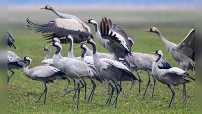 Kraniche stehen Anfang Februar auf einem Feld in Brandenburg (Foto: Patrick Pleul/dpa)